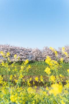 天神川の近く　春　花の写真