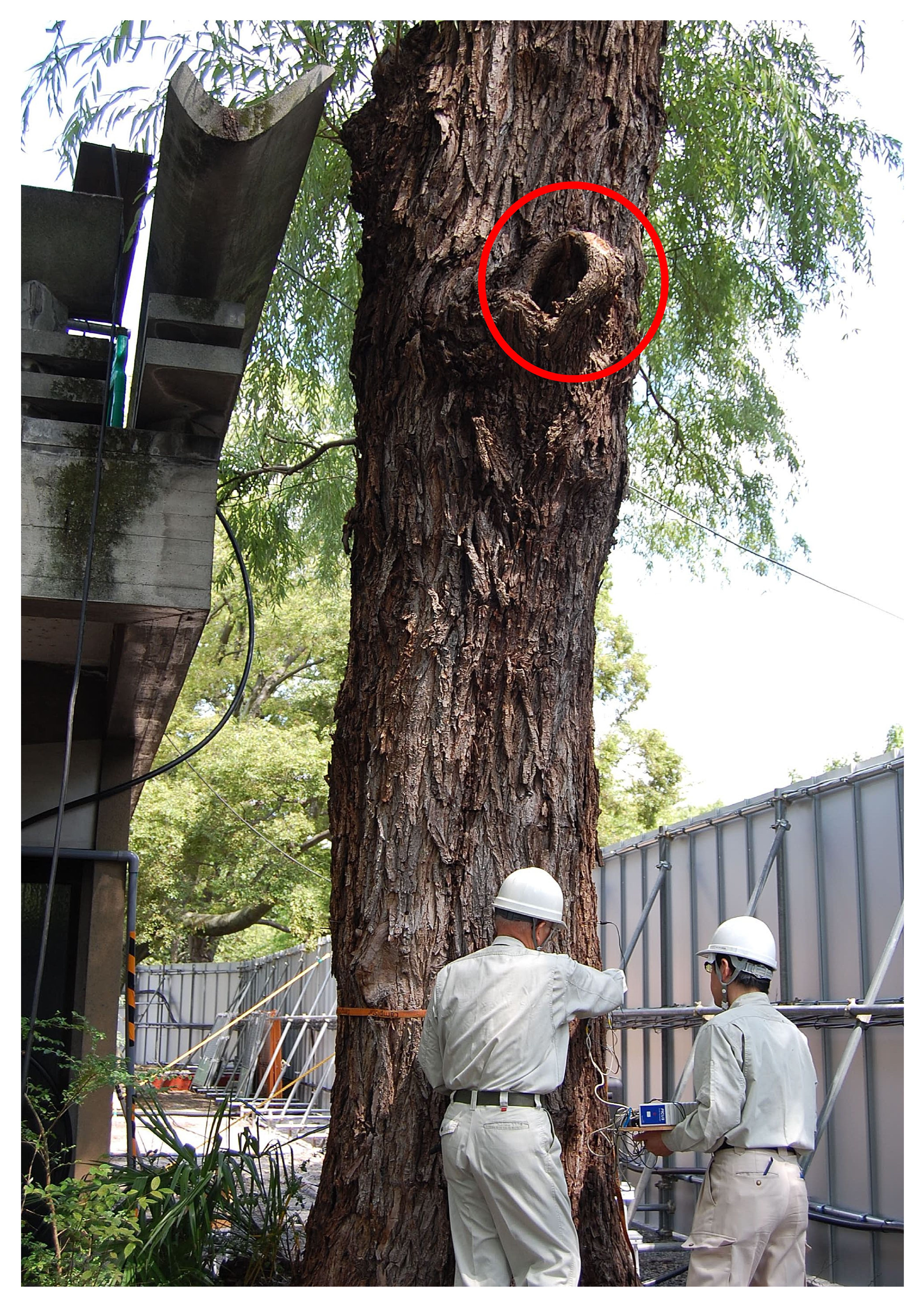 幹の腐朽開口部