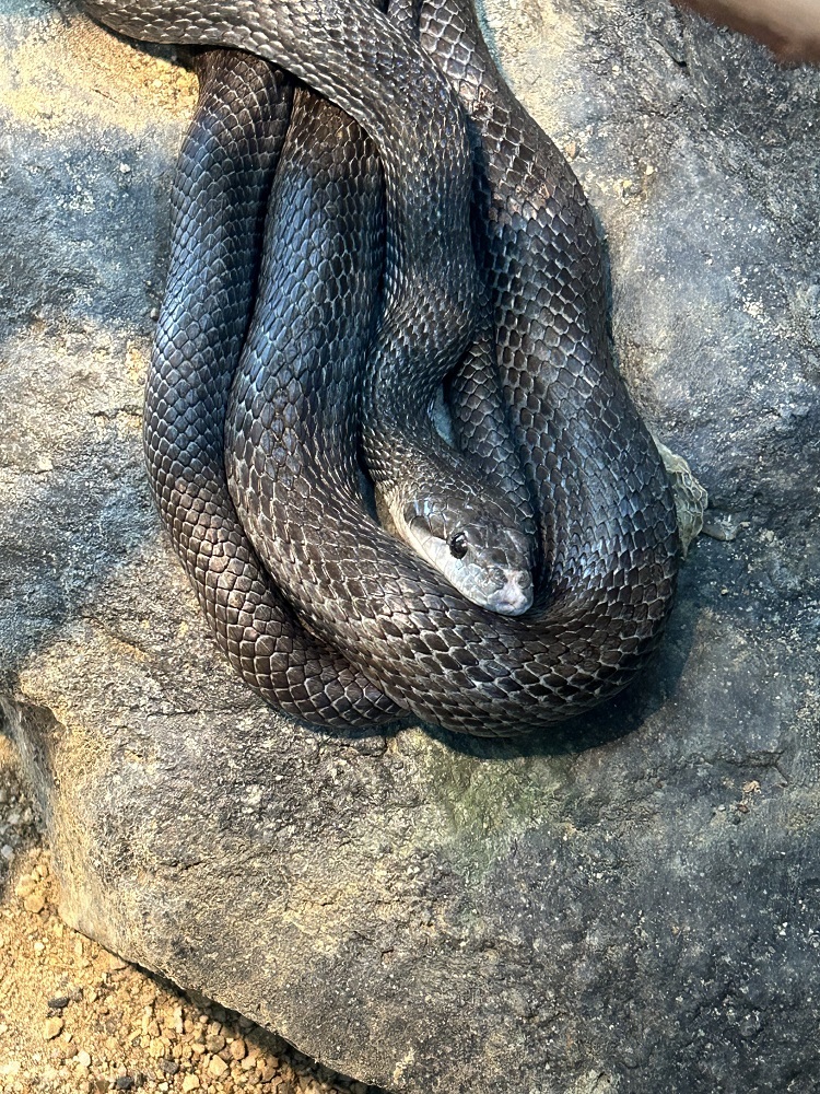 1　アオダイショウ「ギオン（不明）」