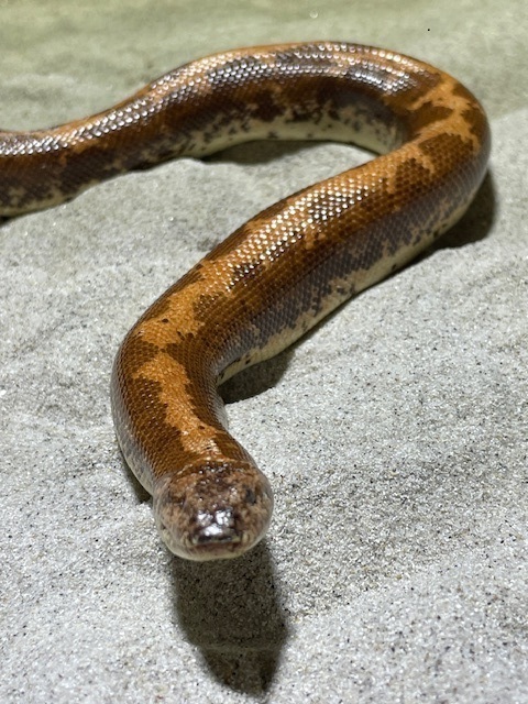 2　ケニアスナボア 「マサムネ（オス）」