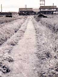 畦道の学用道路の写真（昭和29年）