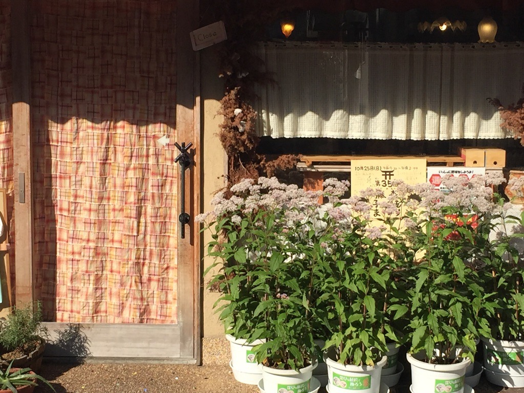 深草商店街の藤袴