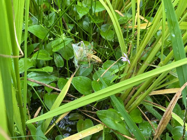 バッタがクモに捕まった瞬間