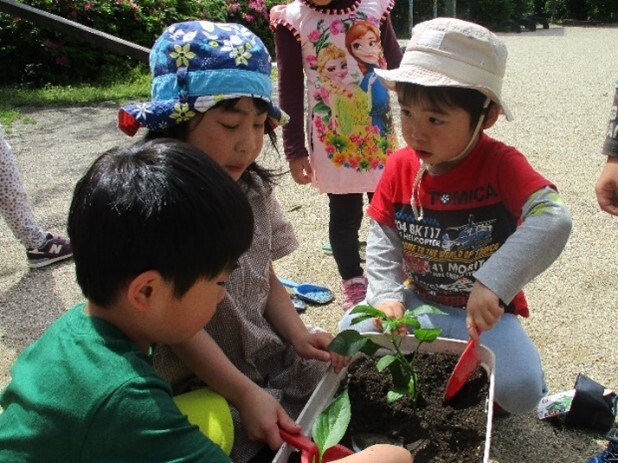 『やさいのなえをうえたよ』　「どんなやさいをうえようかな」と相談し、トマトとピーマンの苗を植えました。大きく育ったら夏野菜カレーに入れたいな、と楽しみにしています。