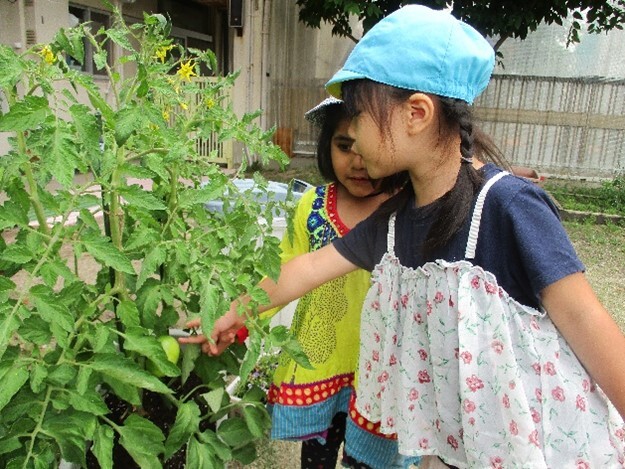 　「ほらみて、トマトがおおきくなってる。」「はやくあかくならないかな。」 園庭に出るたびに野菜を見て生長を喜んでいる子どもたちです。
