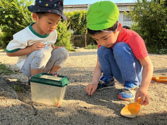 さくらあそび