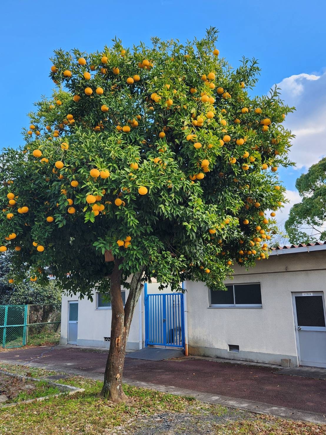 甘夏ゼリー
