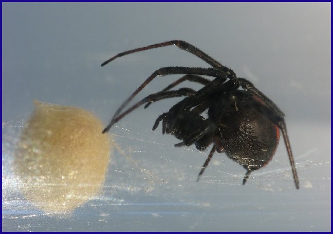 卵嚢（らんのう）と雌成体