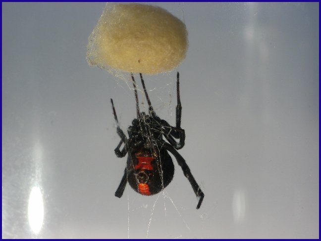 卵のうと雌成体　明瞭な腹部の砂時計模様