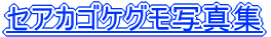 セアカゴケグモ写真集