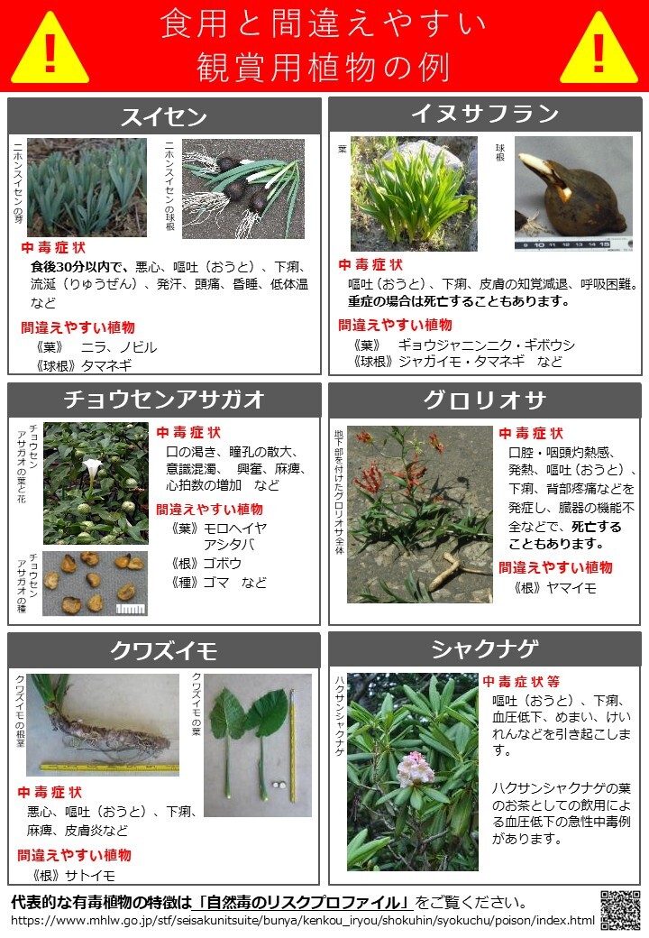 有毒植物に注意しましょう