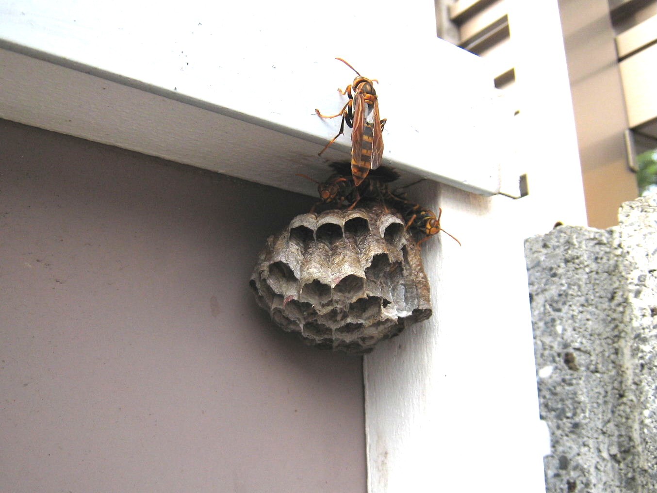 京都市 アシナガバチの特徴と巣の駆除方法について