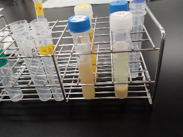 泥水が凝集沈殿する様子を観察（右側の試験管）
