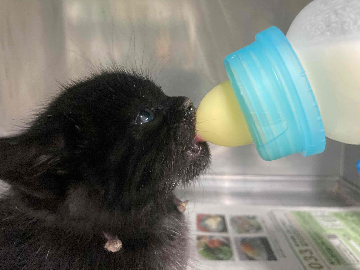 京都動物愛護センターに保護・収容された子猫