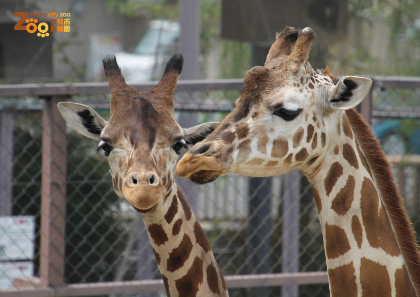 京都市動物園「招待券」