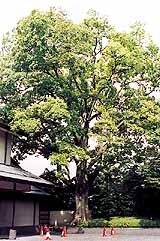 エノキの写真