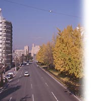 堀川通の写真