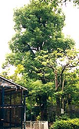 クスノキの写真
