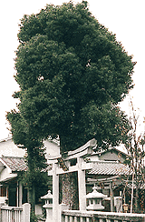 クスノキの写真