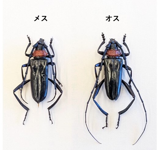 クビアカツヤカミキリの成虫