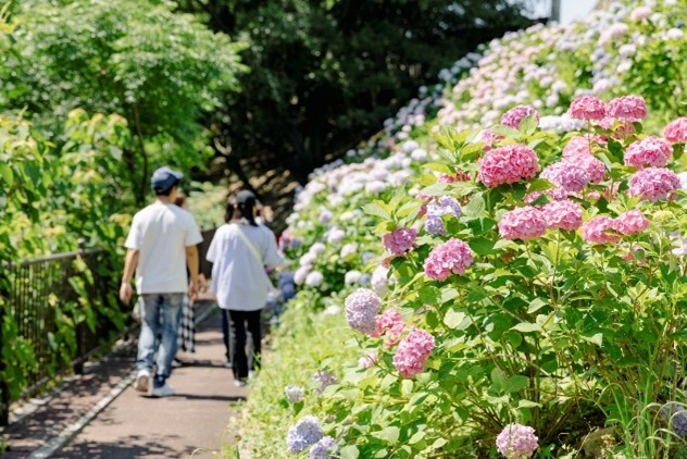 アジサイの小径