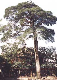 北野天満宮御旅所のクロガネモチの写真