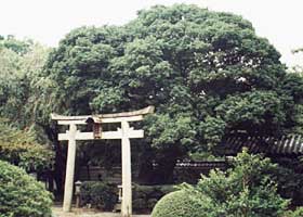 養源院のヤマモモの写真