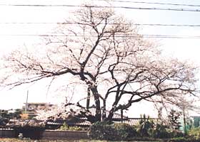 音羽前出町のソメイヨシノの写真