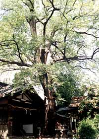 斎宮神社のムクノキの写真