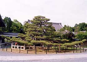 金戒光明寺のクロマツの写真
