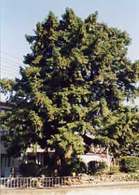 小野葛籠尻町のカヤの写真