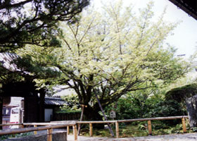 安祥院のヤマザクラ近縁種の写真