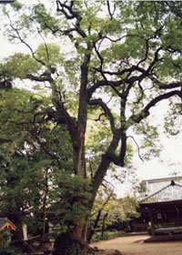 光福寺のクスノキの写真
