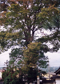 華山寺のケヤキの写真