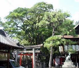 満足稲荷神社のクロガネモチの写真