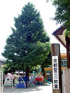 聖三一幼稚園のイチョウの写真