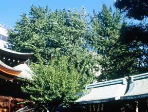 菅大臣神社のイチョウの写真