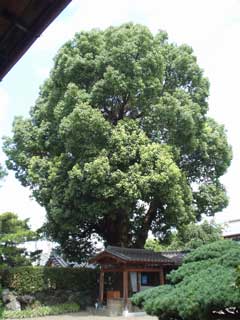浄禅寺のクスノキの写真