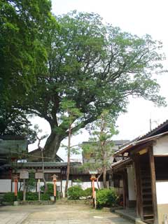 三宮神社のムクノキの写真