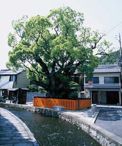 賀茂別雷神社末社藤木社のクスノキの写真