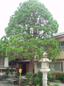 大蓮寺のダイオウショウの写真