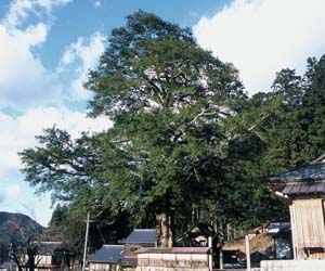 正法寺のカヤの写真