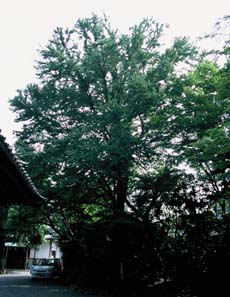 若宮八幡宮のカツラの写真