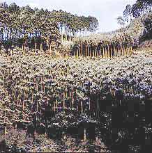 北山杉の森の写真
