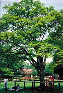 上賀茂神社の写真