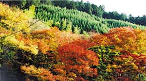 高雄山のタカオカエデの写真