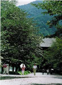 醍醐寺の三宝院に続く参道の写真
