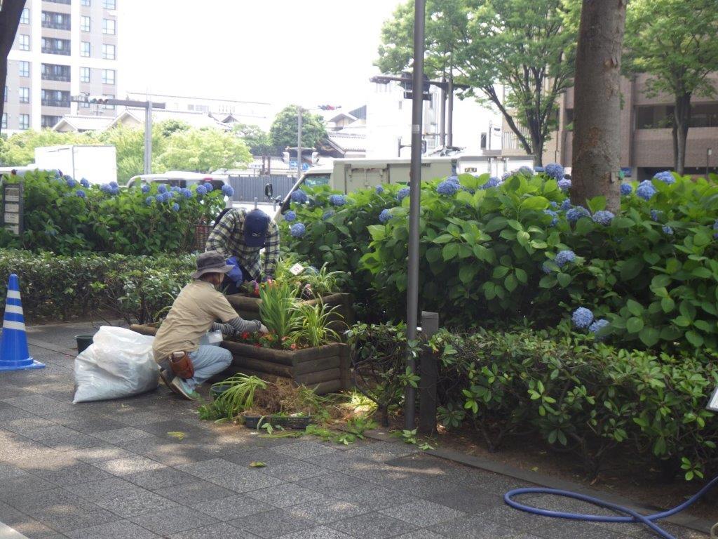 植替えの様子1
