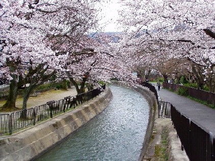 東山自然緑地の桜