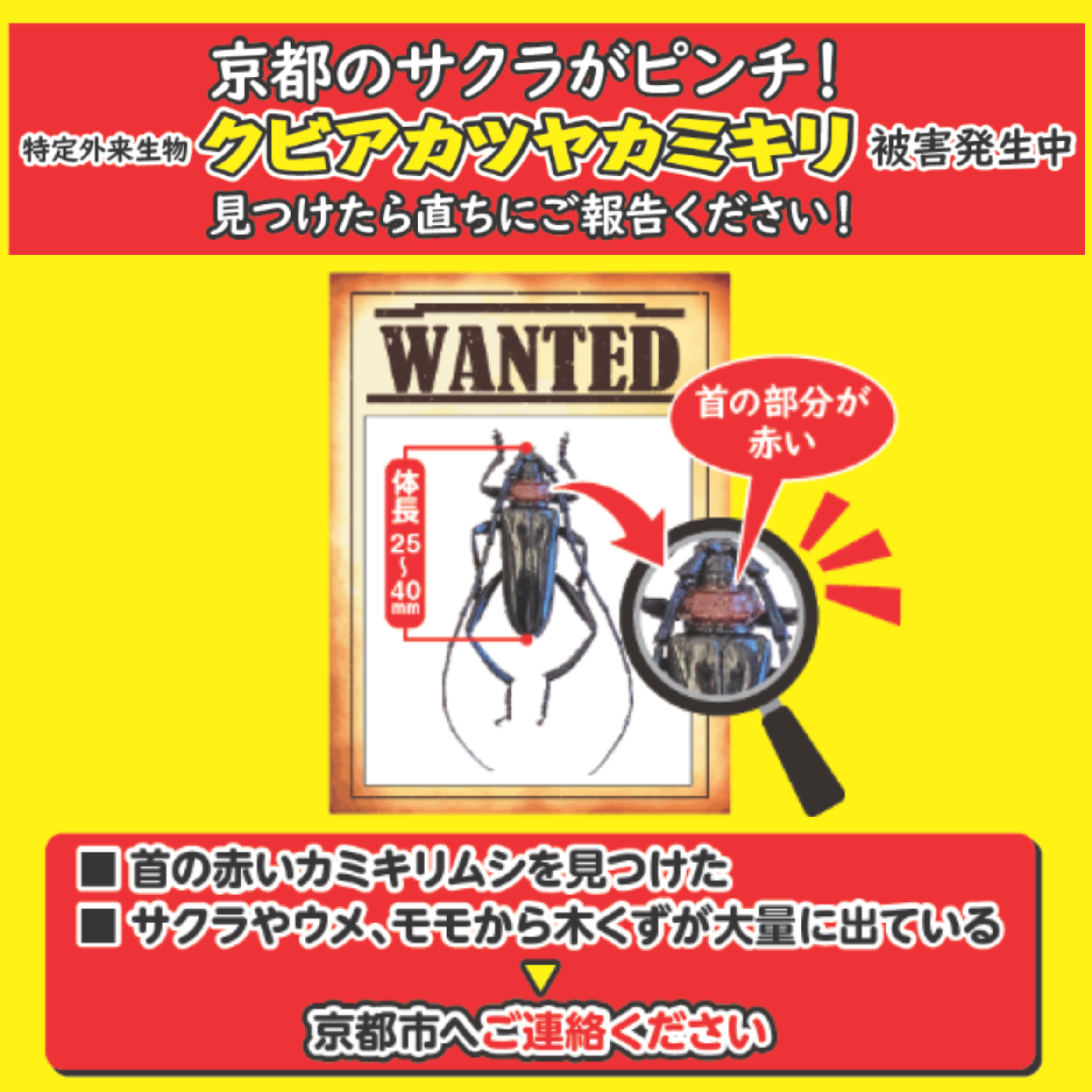 クビアカツヤカミキリ警戒中！！